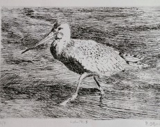 Paul O'Brien, Godwit, etching and drypoint, 2018