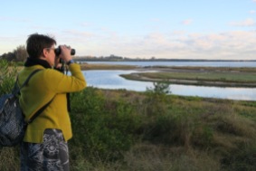 Kate has a glimpse of the endangered Eastern Curlew at Stockton Sandspit before returning home